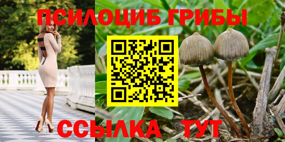 Псилоцибиновые грибы Psilocybine cubensis Кингисепп