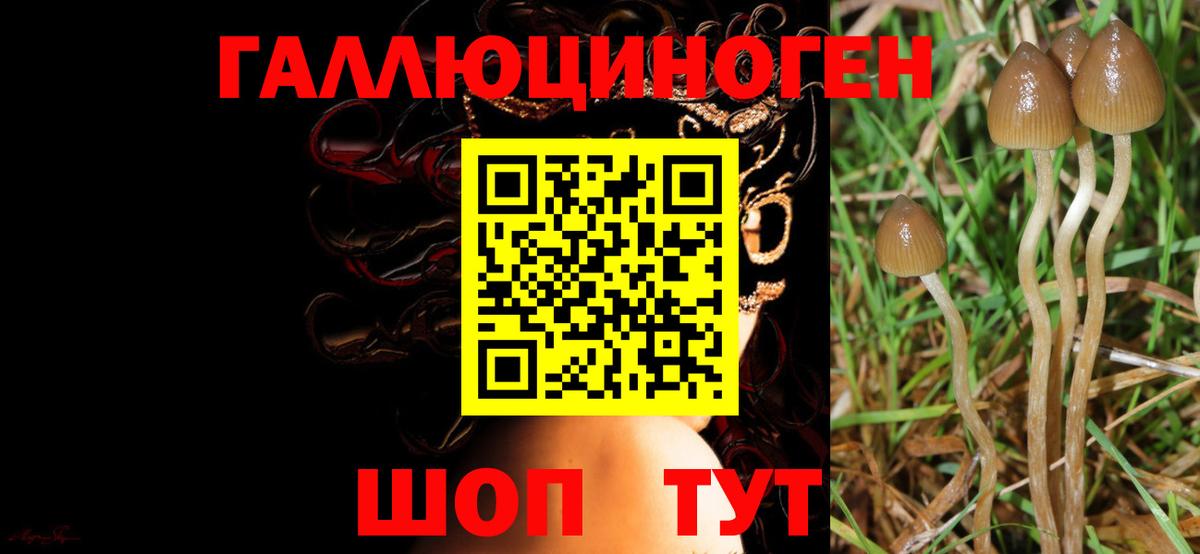Галлюциногенные грибы Magic Shrooms  Вход с VPN  Кингисепп 